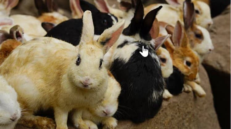 Élevages Monogastriques