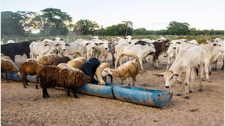 Élevages de Ruminants